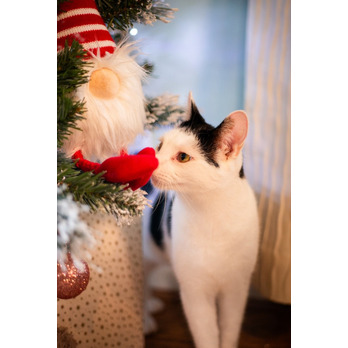 ROSEWOOD Groopert Gronk - playful gnome for dog or cat