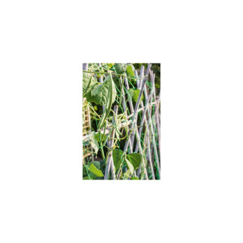 Ambassador Pea & Bean Net 6 x 2m